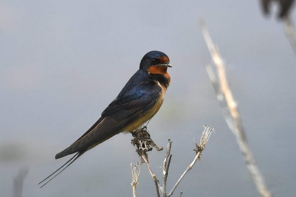 Swallow, Barn, 2018-05294840 Chincoteague NWR, VA.JPG - Barn Swallow. Chincoteague National Wildlife Refuge, VA, 5-29-2018